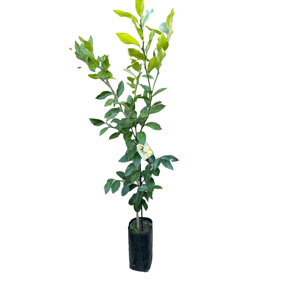 Meyer Lemon - Image 2