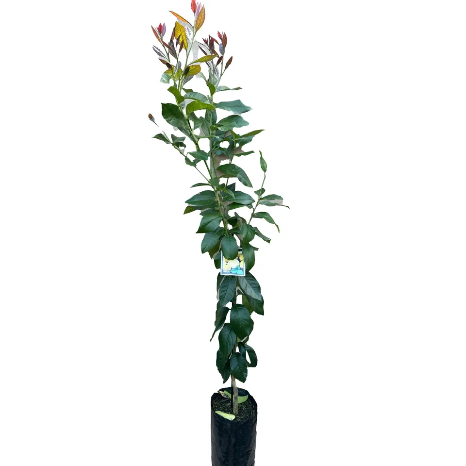 Eureka Lemon - Image 2