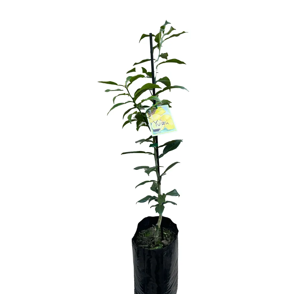 Yuzu Lemon - Image 2