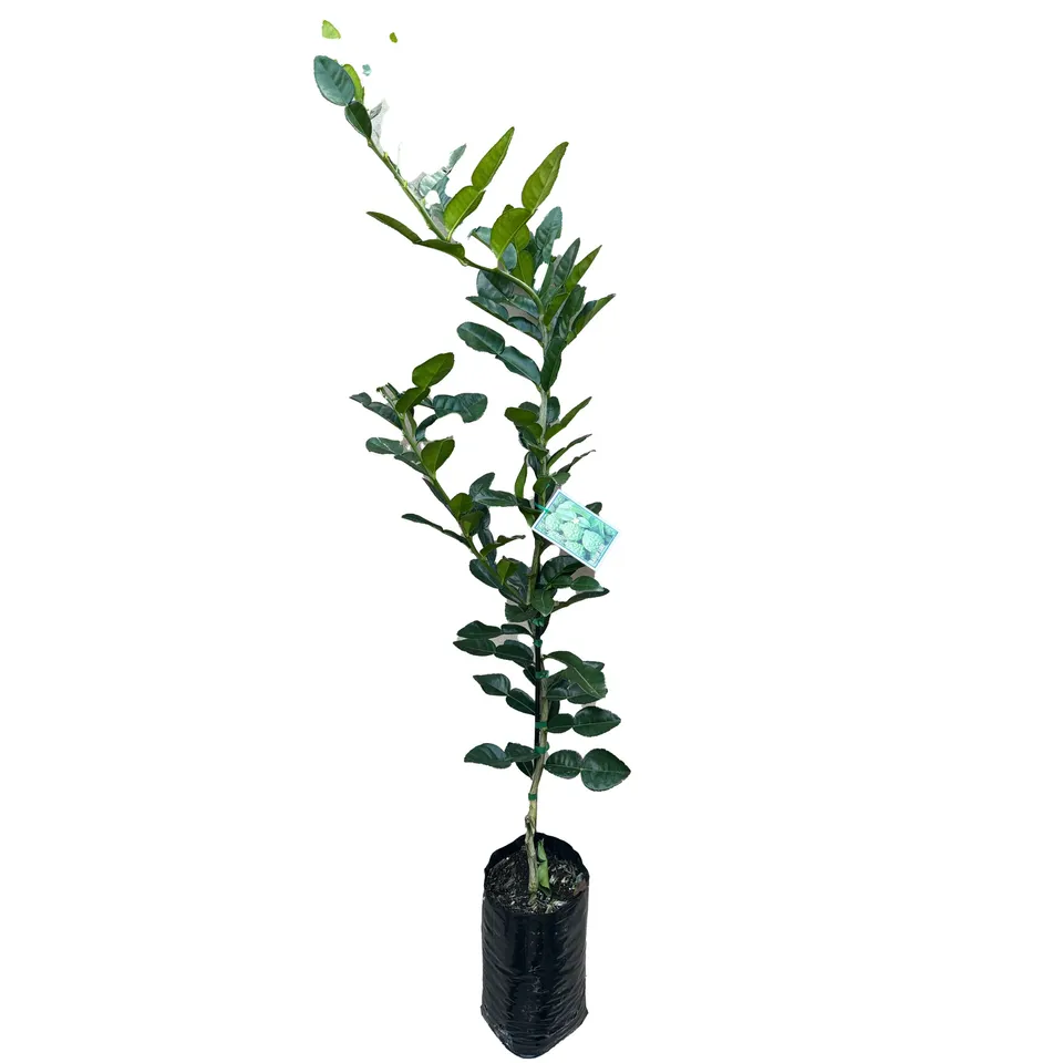 Tahitian Lime - Image 2