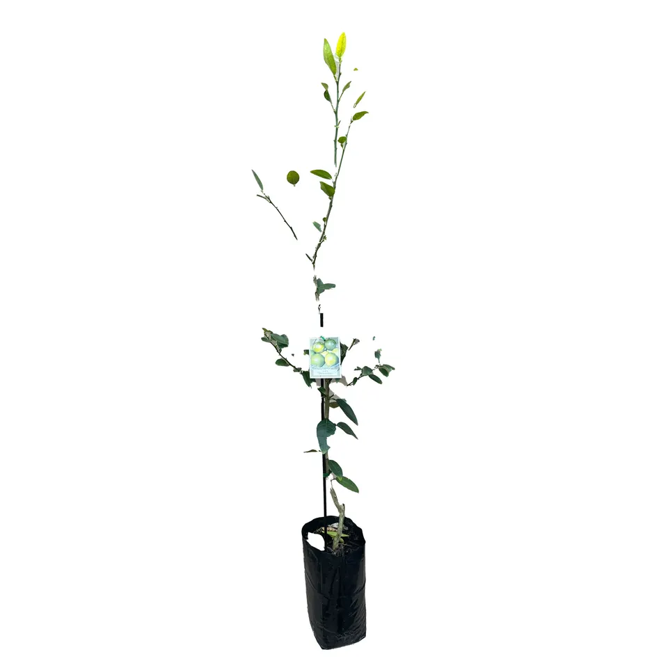 West Indian Lime - Image 2