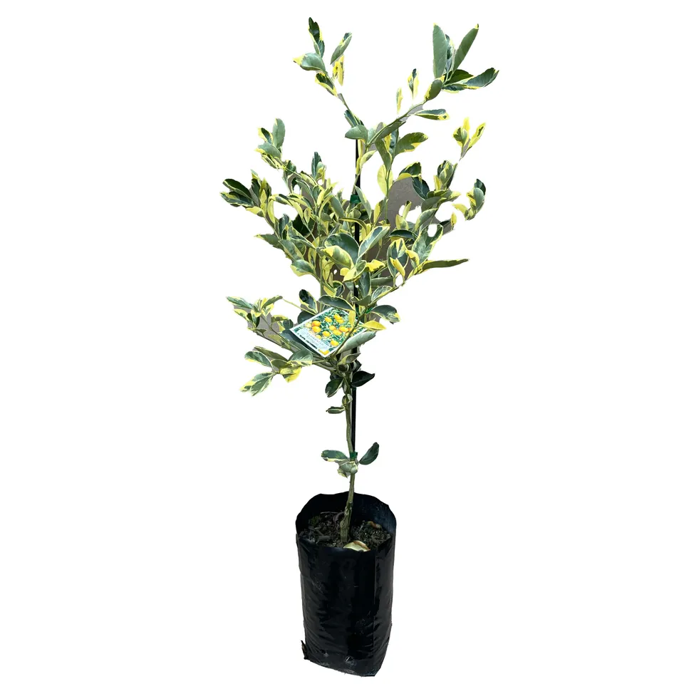 Variegated Kumquat - Image 2