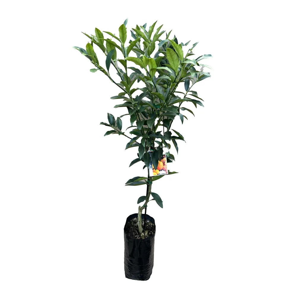 Nagami Kumquat - Image 2