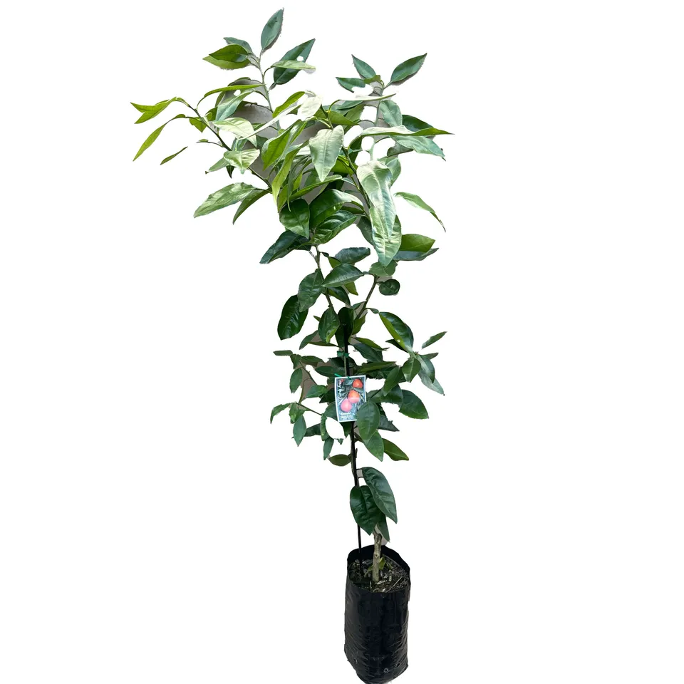 Tangelo - Image 2