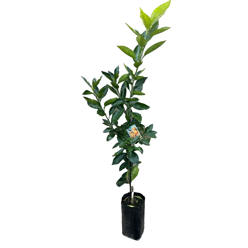 Seedless Valencia Orange - Image 2