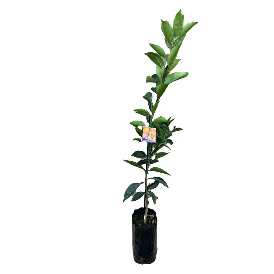 Navelina Orange - Image 2