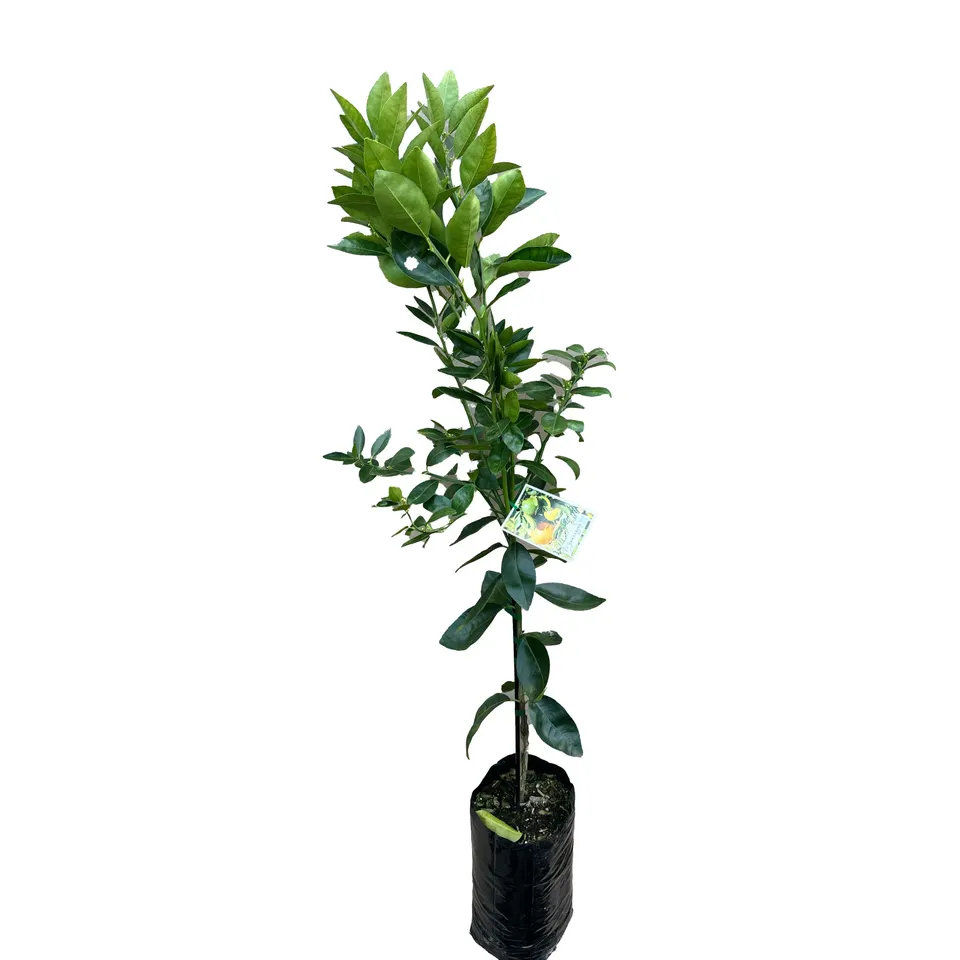 Tangerine - Image 2