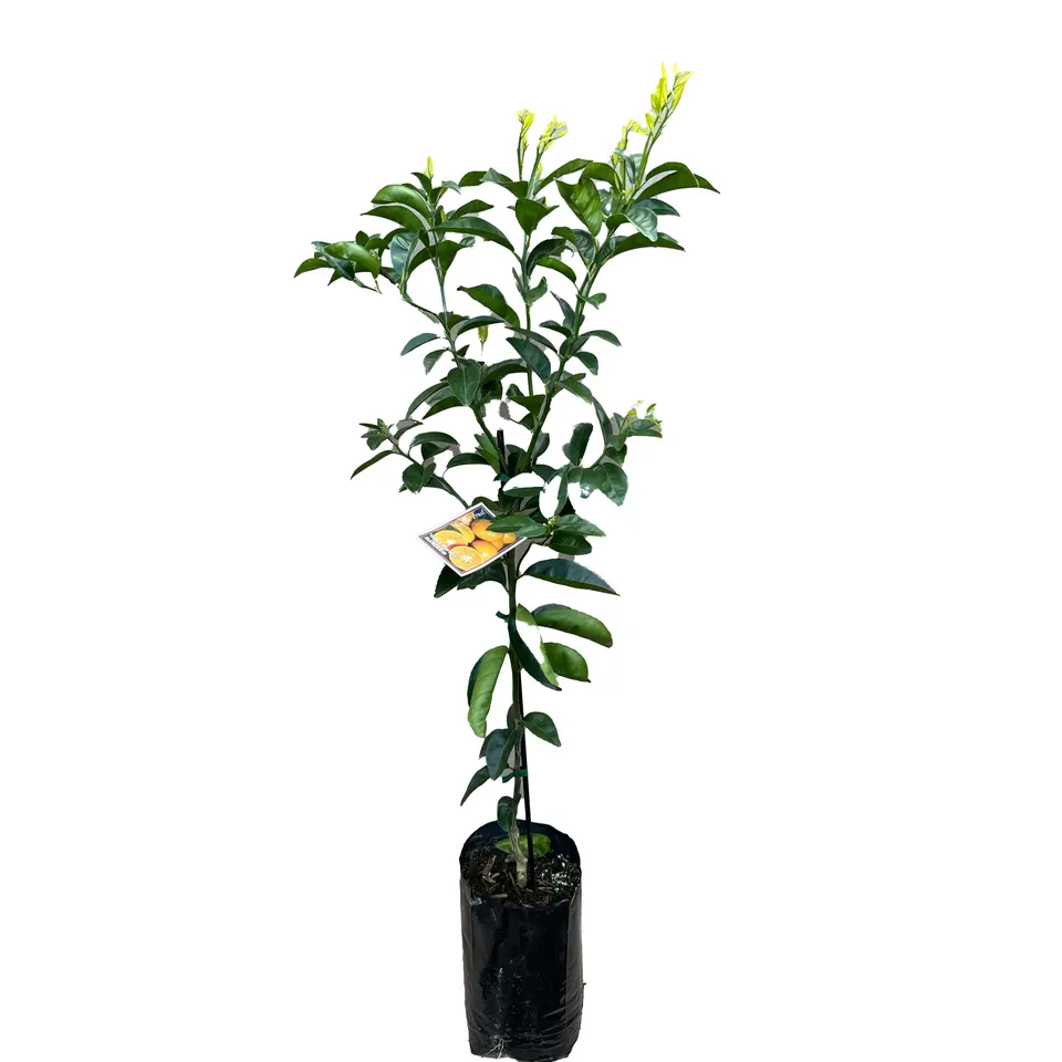 Honey Murcott Mandarin - Image 2