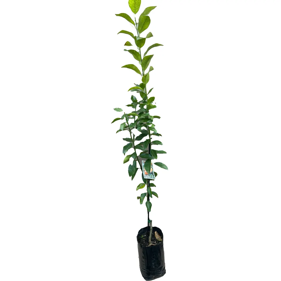 Hickson Mandarin - Image 2