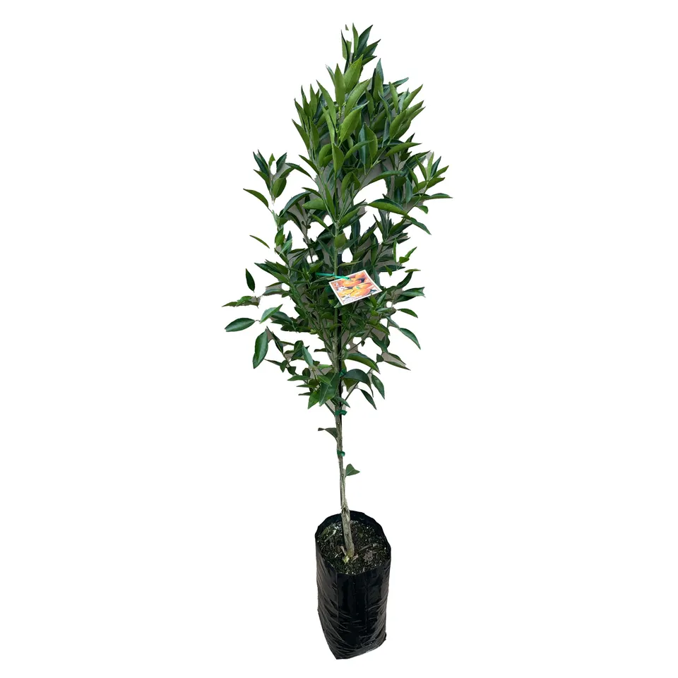 Imperial Mandarin - Image 2