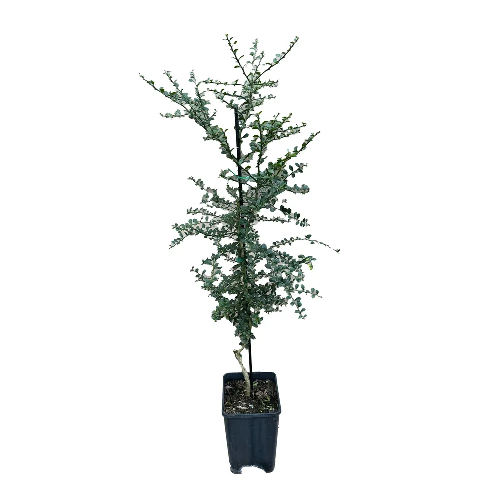 Finger Lime - Image 2