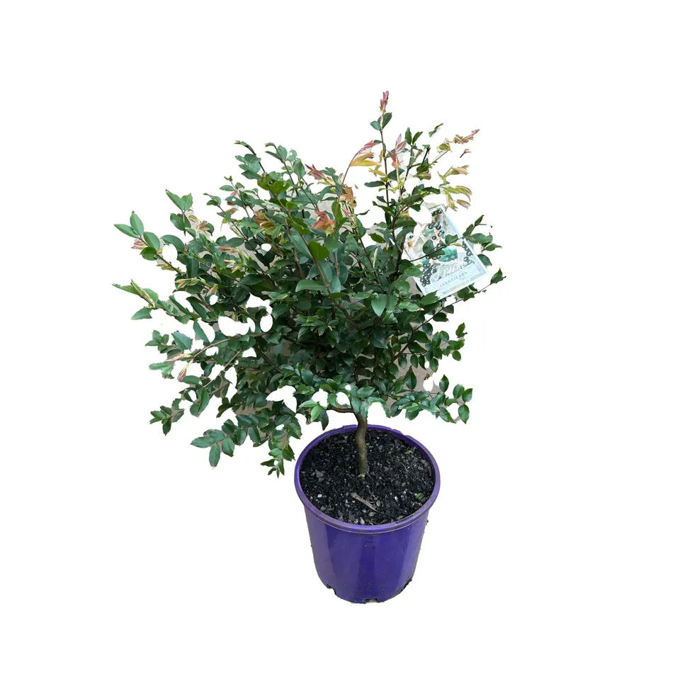 Jaboticaba - Image 2