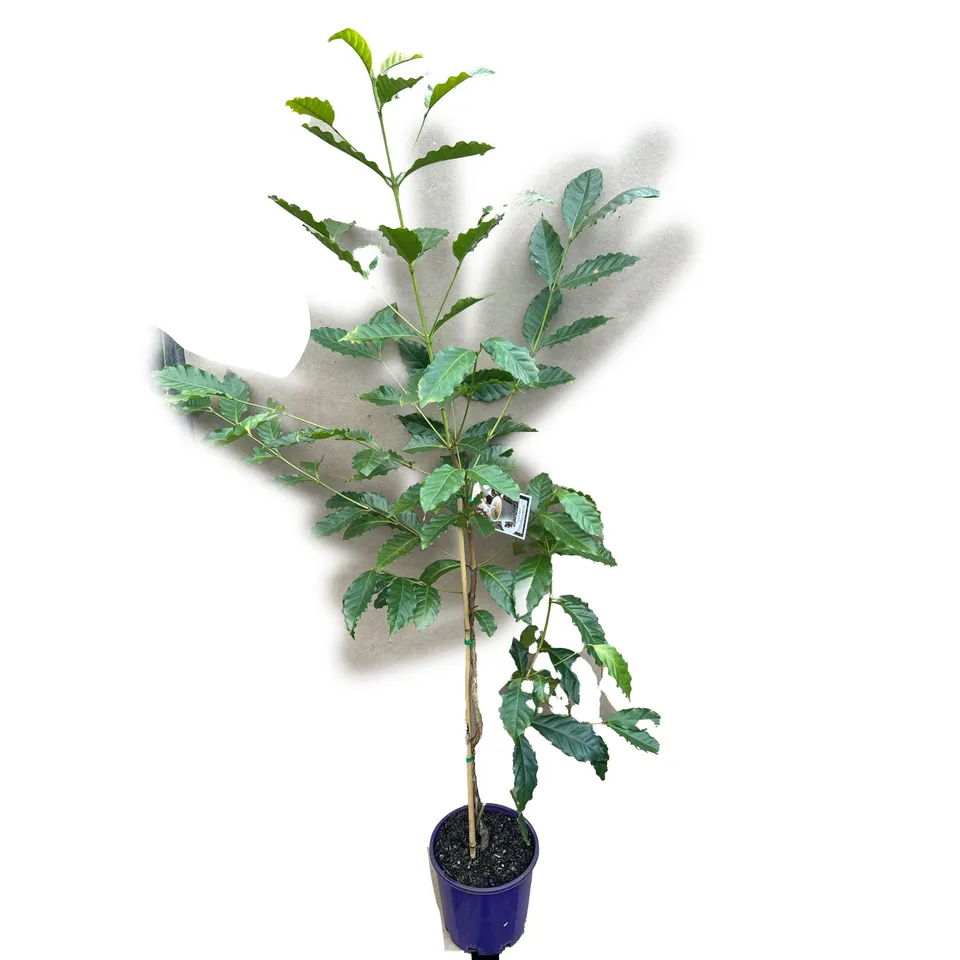 Arabica Coffee - Image 2