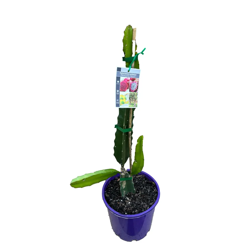 Dragonfruit - Image 2