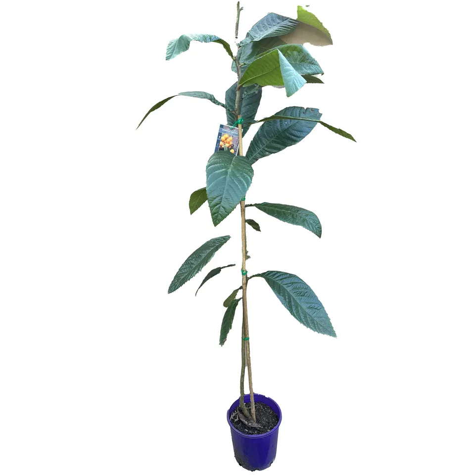 Loquat - Image 2