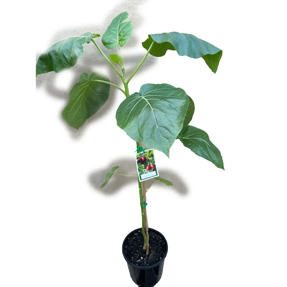 Red Tamarillo - Image 2