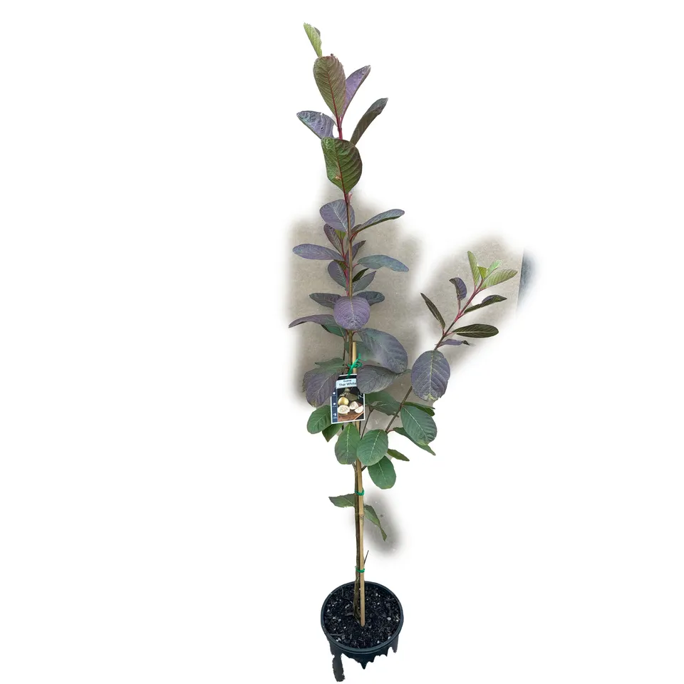 Thai White Guava - Image 2